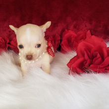 Chihuahua Puppy Mercedes