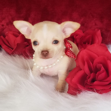 Chihuahua Puppy Mercedes