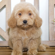 Goldendoodle Puppy Melody