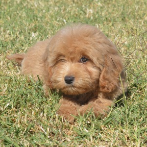 Goldendoodle Puppy Melody