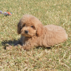 Goldendoodle Puppy Melody