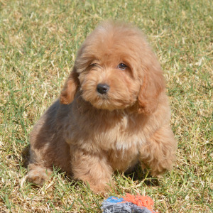 Goldendoodle Puppy Melody