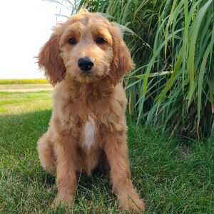 Goldendoodle Puppy Haley