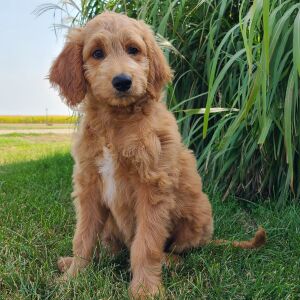 Goldendoodle Puppy Haley