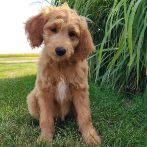 Goldendoodle Puppy Haley