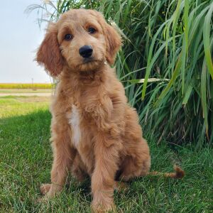 Goldendoodle Puppy Haley