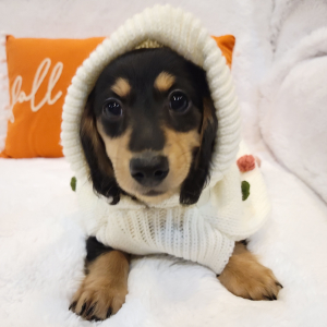 Dachshund Puppy Treasure