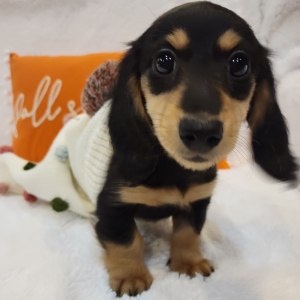 Dachshund Puppy Treasure