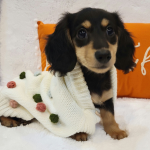 Dachshund Puppy Treasure