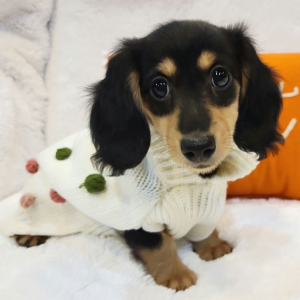 Dachshund Puppy Treasure