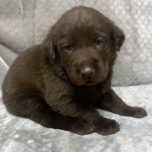 Labrador Retriever Puppy Kane