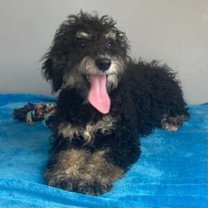 Poodle Puppy Beauty