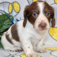 Dachshund Puppy Elan