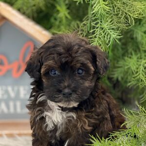 Havapoo Puppy Hatch