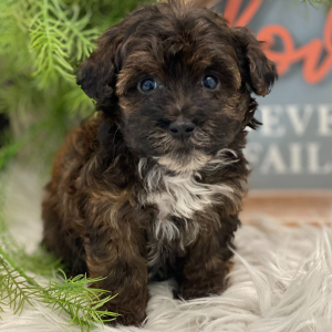 Havapoo Puppy Hatch