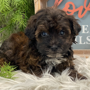 Havapoo Puppy Hatch