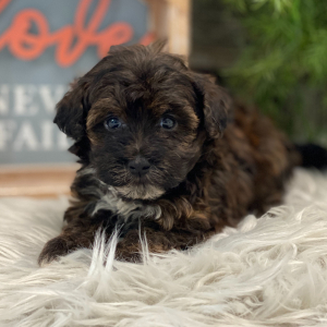 Havapoo Puppy Hatch