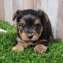 Yorkshire Terrier Puppy Lulu