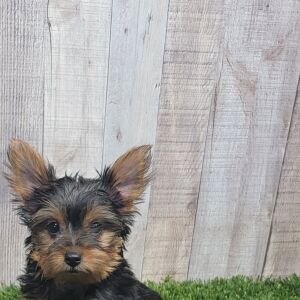 Yorkshire Terrier Puppy Lulu