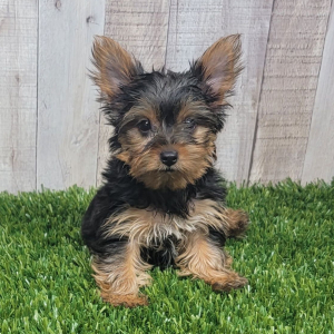 Yorkshire Terrier Puppy Lulu