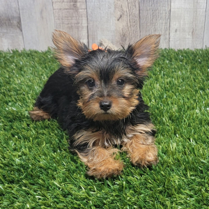 Yorkshire Terrier Puppy Lulu