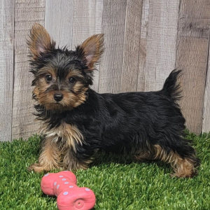 Yorkshire Terrier Puppy Lulu