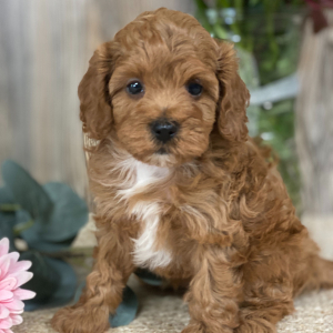 Cavapoo Puppy Castle