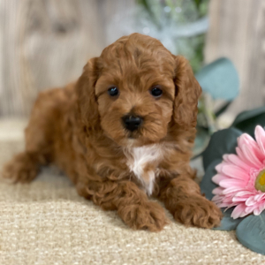 Cavapoo Puppy Castle
