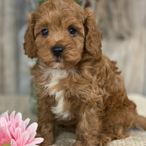 Cavapoo Puppy Castle