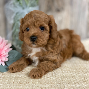 Cavapoo Puppy Castle
