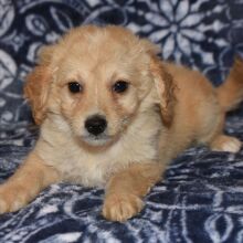 Goldendoodle Puppy Maurine