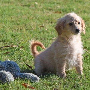 Goldendoodle Puppy Maurine