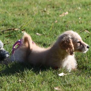 Goldendoodle Puppy Maurine