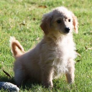Goldendoodle Puppy Maurine
