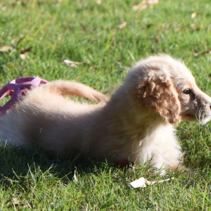 Goldendoodle Puppy Maurine