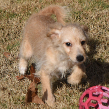 Goldendoodle Puppy Maurine