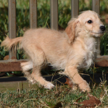 Goldendoodle Puppy Maurine
