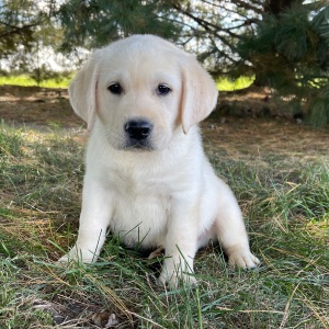 Labrador Retriever Puppy Otto