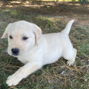 Labrador Retriever Puppy Otto