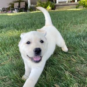 Labrador Retriever Puppy Otto