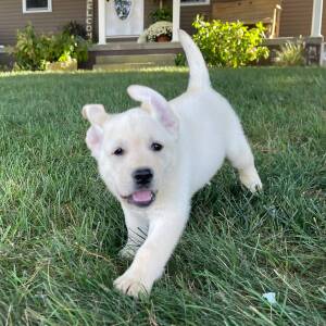 Labrador Retriever Puppy Otto
