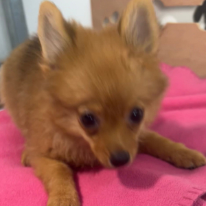 Pomeranian Puppy Minx