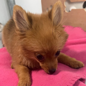 Pomeranian Puppy Minx