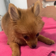 Pomeranian Puppy Minx