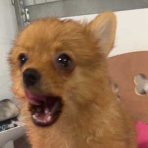 Pomeranian Puppy Minx