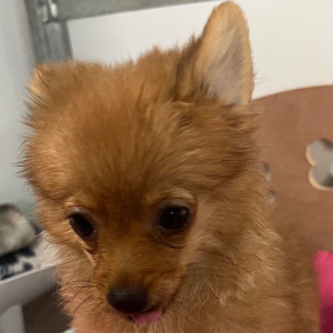 Pomeranian Puppy Minx
