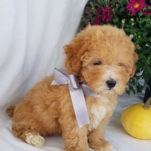 Poodle Puppy Lulu