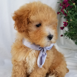 Poodle Puppy Lulu