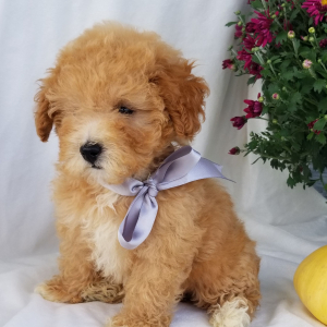 Poodle Puppy Lulu