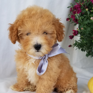 Poodle Puppy Lulu